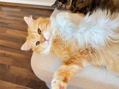 Bild  Cherry, Fendi, und Pamuk