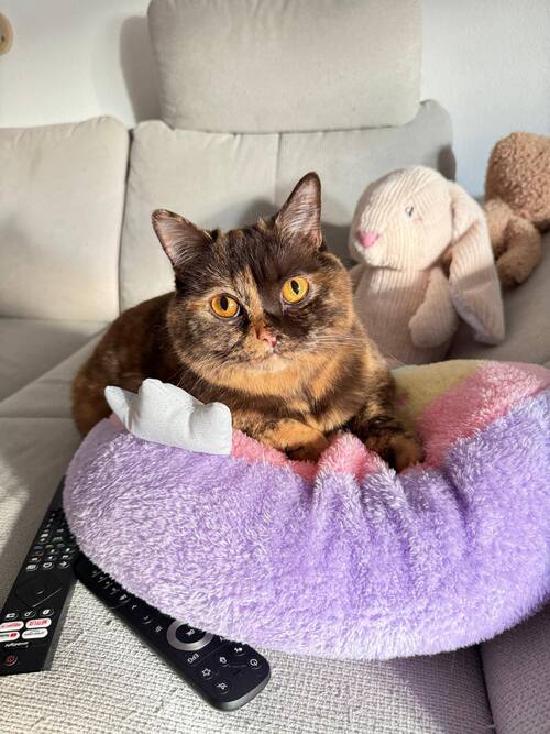 Bild  Cherry, Fendi, und Pamuk