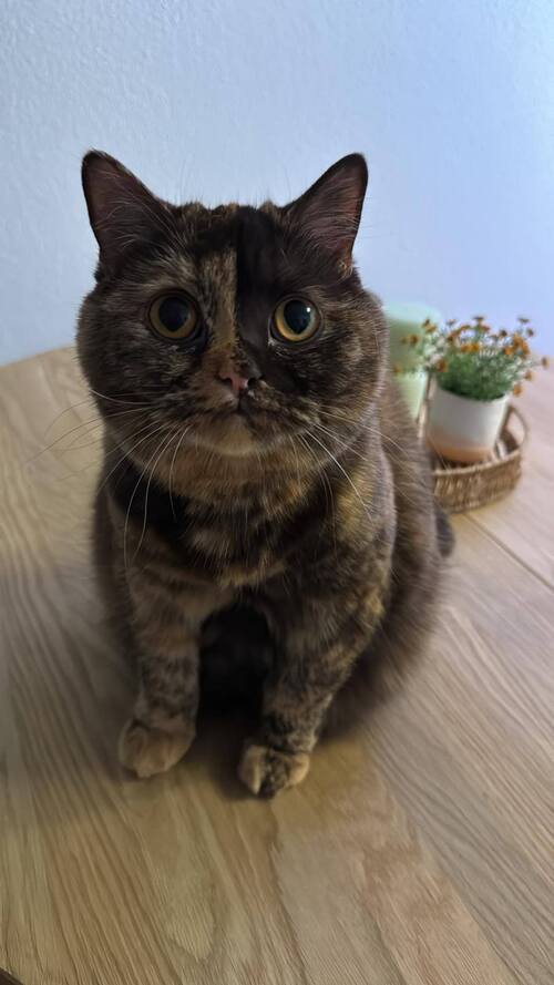 Bild  Cherry, Fendi, und Pamuk