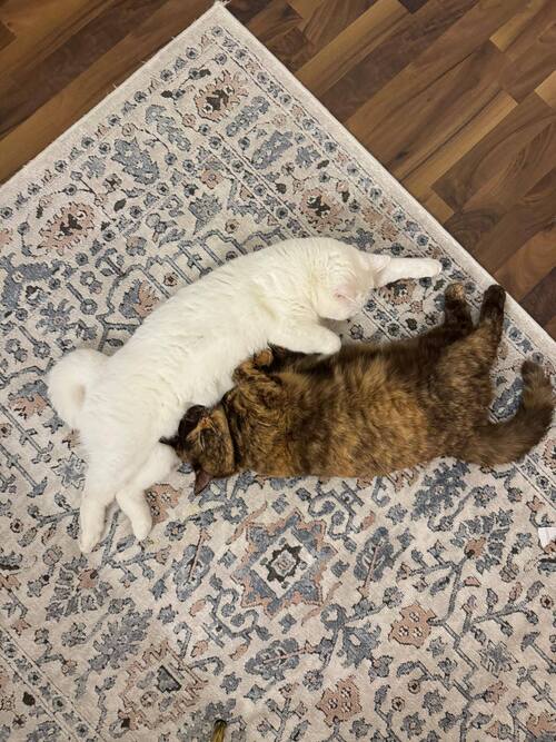 Bild  Cherry, Fendi, und Pamuk