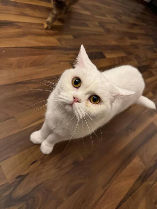 Bild  Cherry, Fendi, und Pamuk