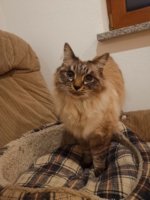 Bild Shiva und Camilo