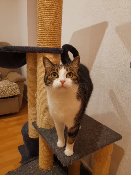 Bild Shiva und Camilo