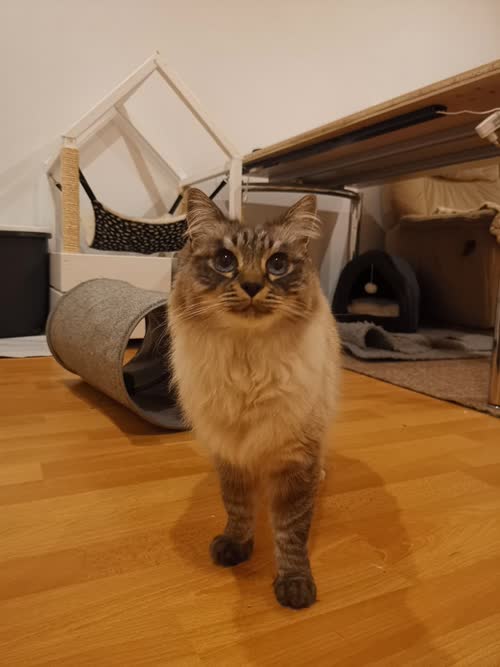 Bild Shiva und Camilo