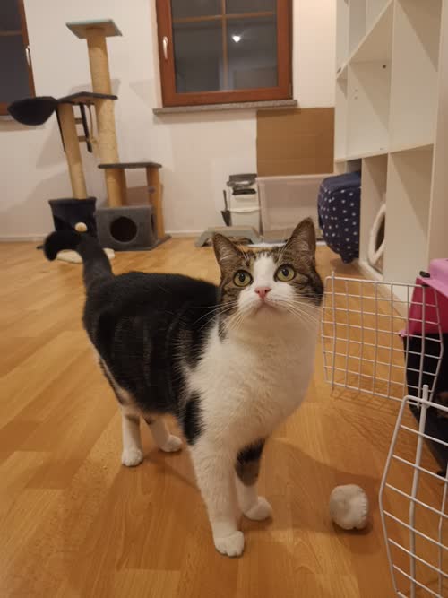 Bild Shiva und Camilo