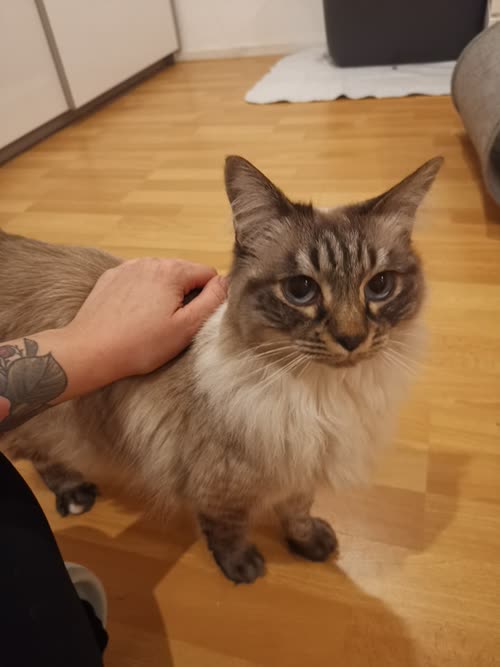 Bild Shiva und Camilo