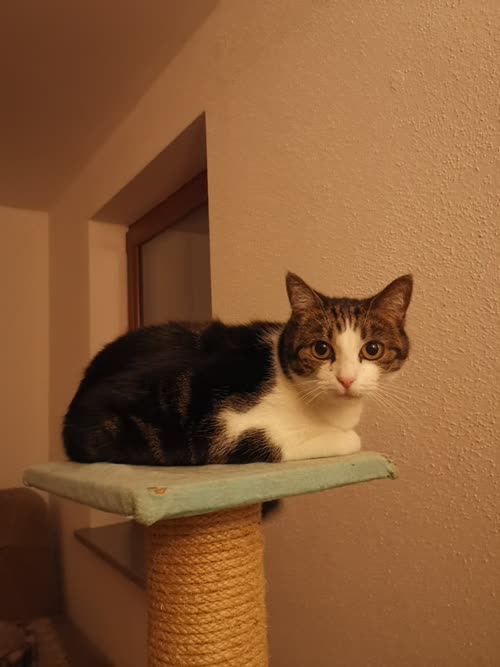 Bild Shiva und Camilo